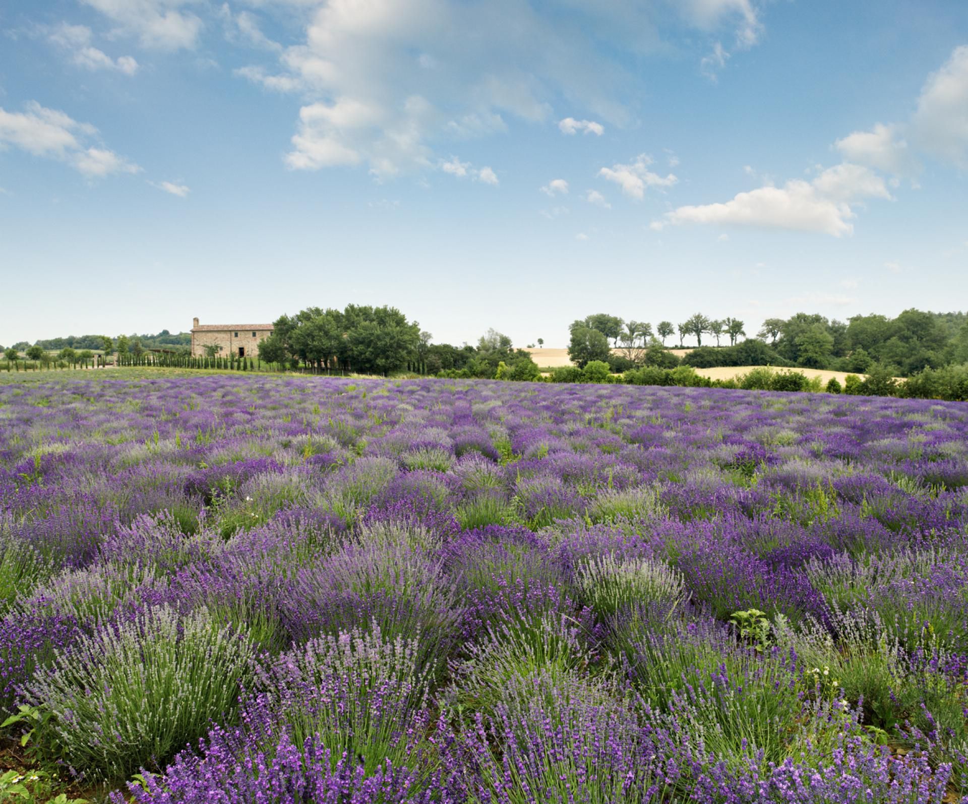 aboca_-_coltivazioni_-_lavanda