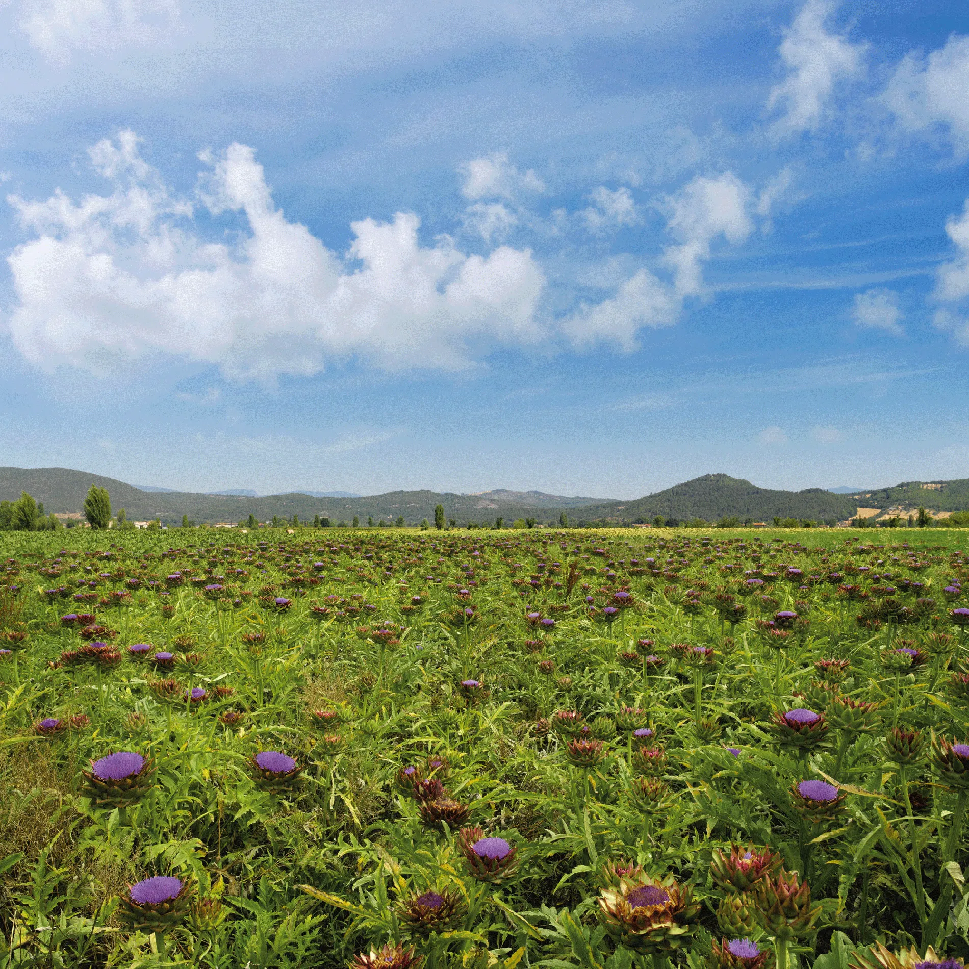 Agricoltura, ambiente e salute