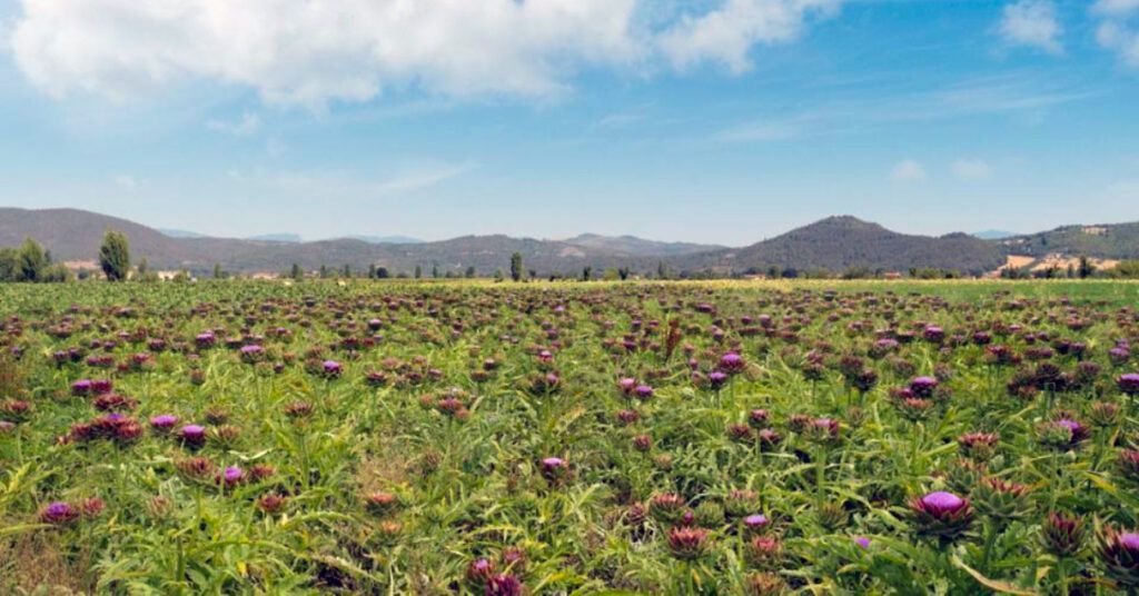 L’agricoltura biologica. L’uomo è un sistema vivente all’interno del sistema vivente ed ad esso interconnesso.