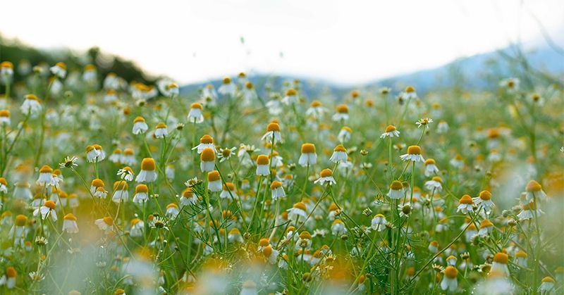 Aboca: la biodiversità al centro del sistema agricolo biologico