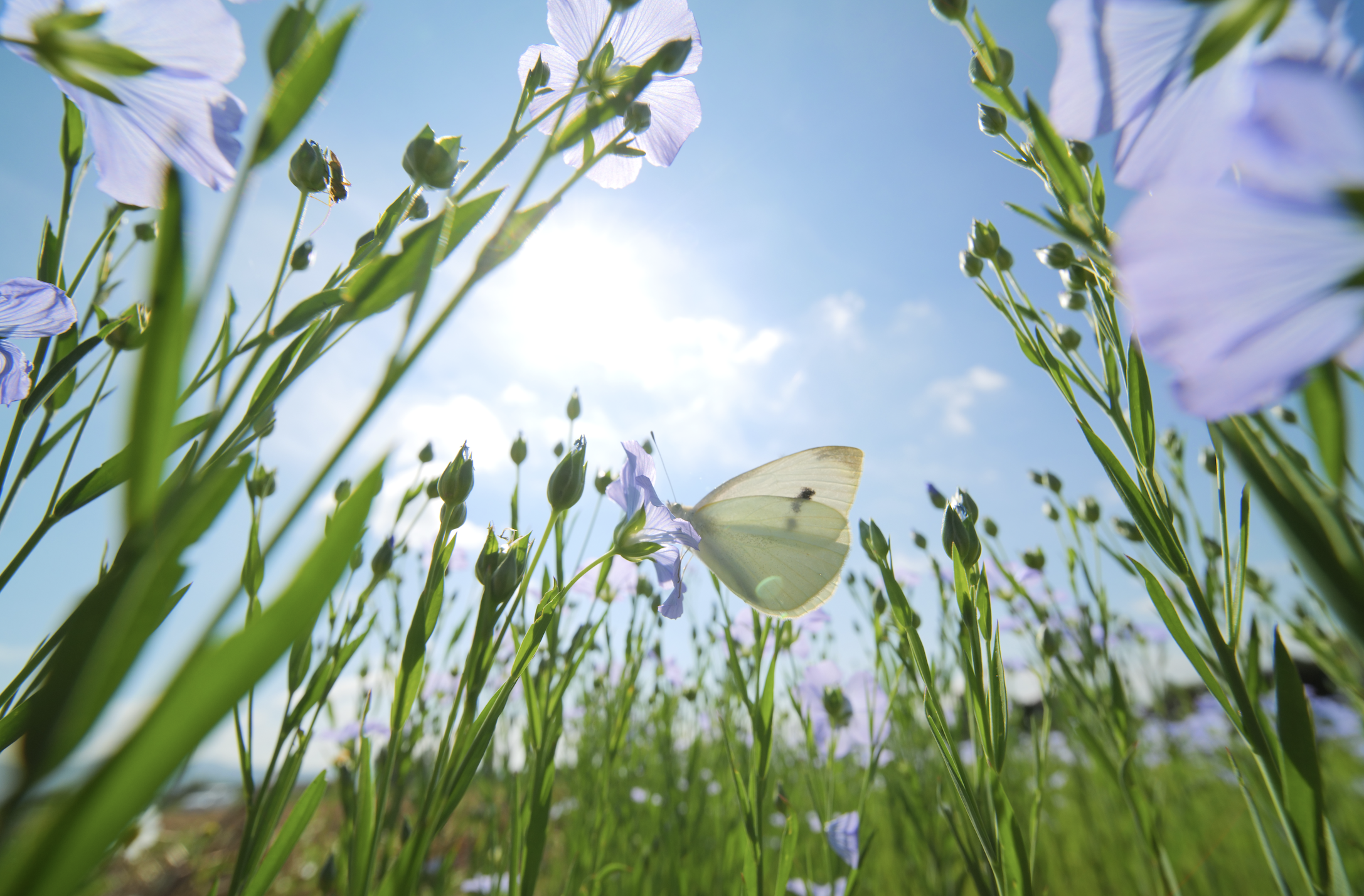 Aboca aderisce alla Circular Bioeconomy Alliance