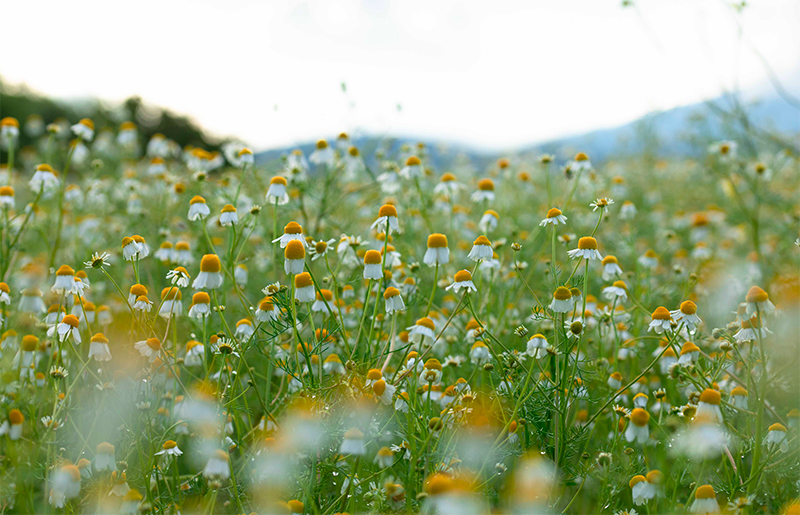 Biodiversità