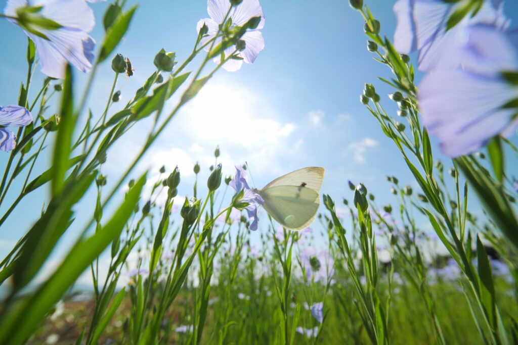 Aboca presenta la sua Strategia per la Biodiversità 2025-2030