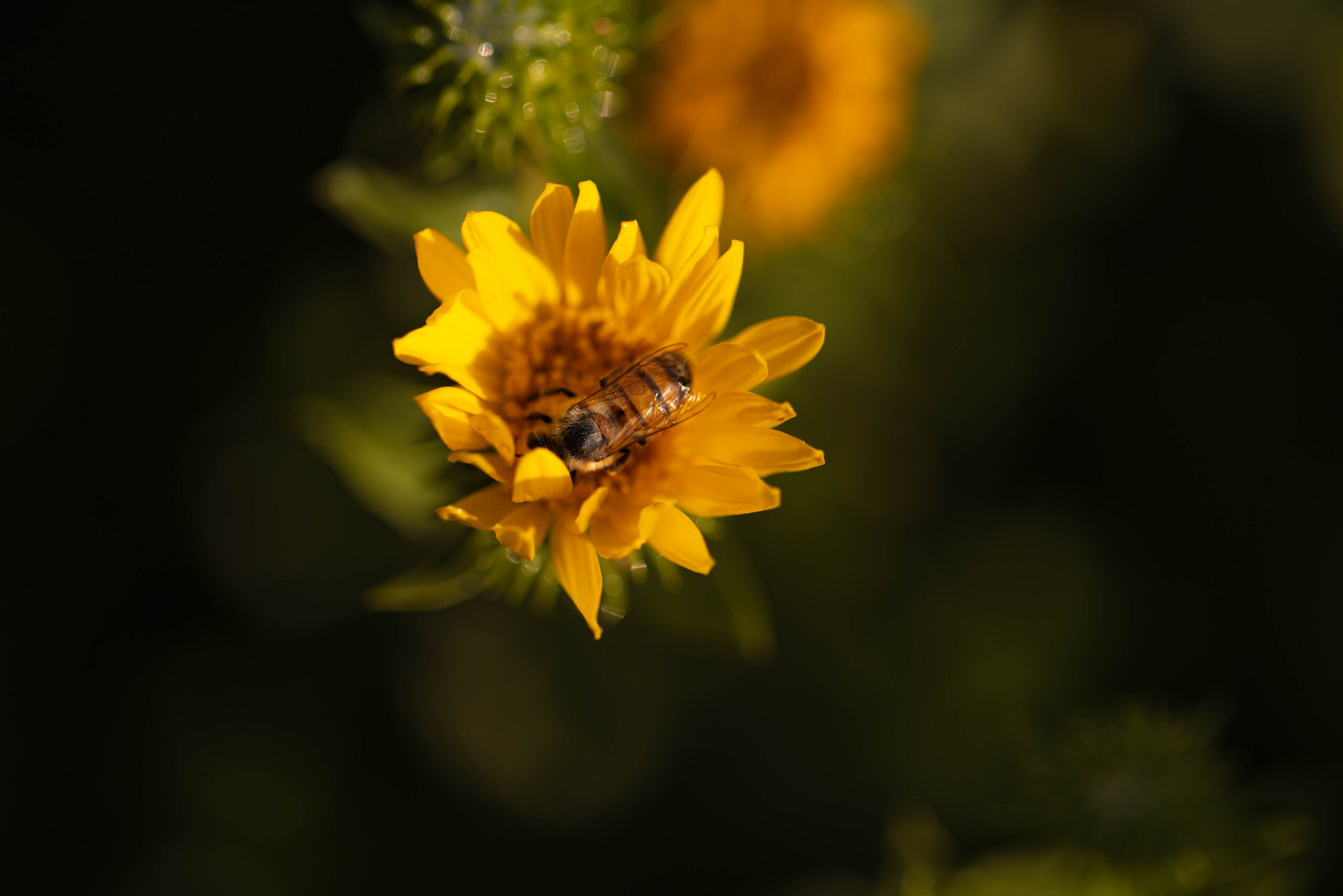grindelia